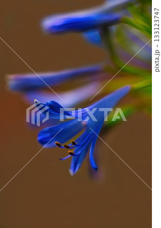 青いアガパンサスの花 青いアガパンサスの花 133123747