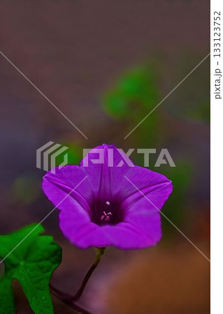 赤いホシアサガオの花 赤いホシアサガオの花 133123752