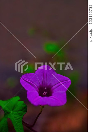 赤いホシアサガオの花 赤いホシアサガオの花 133123753