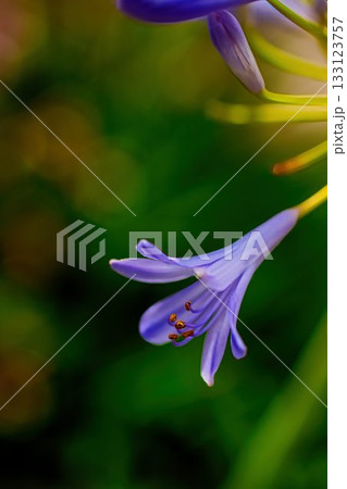 可憐なアガパンサスの花 133123757