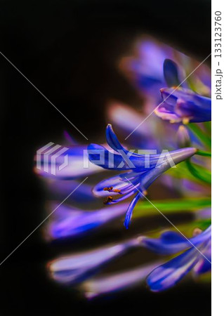 青いアガパンサスの花 青いアガパンサスの花 133123760