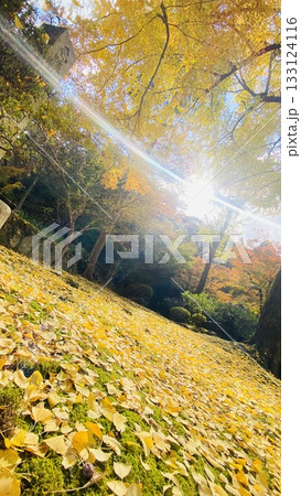 紅葉の落ち葉に差し込む太陽 紅葉の落ち葉に差し込む太陽 133124116