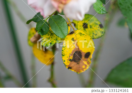 Black spot occurs on yellow rose leaves. Black spot is a fungal disease (Diplocarpon rosae) that affects roses. Black spot occurs on yellow rose leaves. Black spot is a fungal disease (Diplocarpon rosae) that affects roses. 133124161