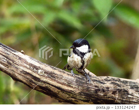 枝に止まるシジュウカラ 133124247