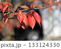 紅葉した桜の葉 133124330