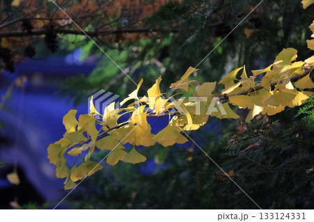 秋の銀杏の葉 秋の銀杏の葉 133124331