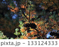 松の葉の紅葉 133124333