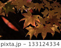 紅葉したモミジ 133124334
