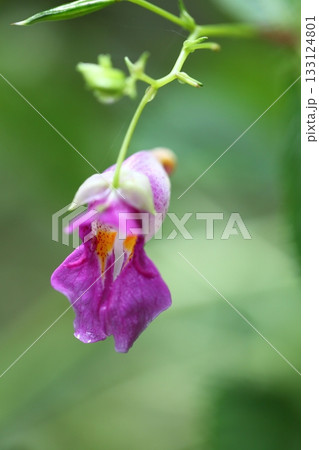 ツリフネソウの花と雨雫 133124801