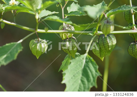 緑色のほうずき ヒロハフウリンホオズキ 緑色のほうずき ヒロハフウリンホオズキ 133124836