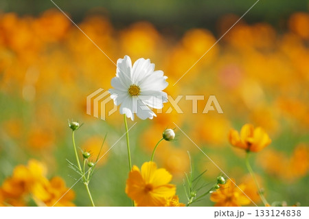 キバナコスモス畑のなかの白いコスモス 133124838