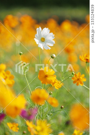 黄色いキバナコスモスのなかの白いコスモス 133124839