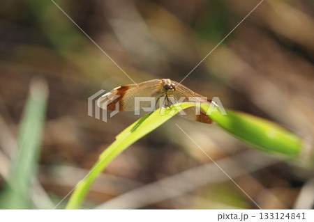 茶色の線の入ったトンボ 茶色の線の入ったトンボ 133124841