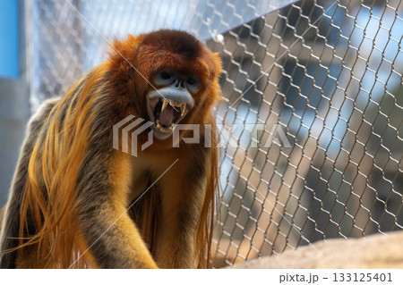 Snub-nosed monkey move in the park Snub-nosed monkey move in the park 133125401