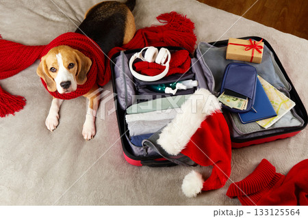 A beagle dog in a red scarf lies next to a suitcase with clothes A beagle dog in a red scarf lies next to a suitcase with clothes 133125564