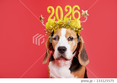 A beagle dog in carnival glasses with the numbers of the 2025 New year. A beagle dog in carnival glasses with the numbers of the 2025 New year. 133125575