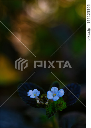 春の野に咲く小さなコバノランタナ花 133125596