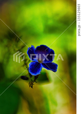 木漏れ日を浴びる紫のデュランタ 133125603