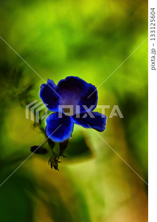 木漏れ日に輝く紫のデュランタ 133125604