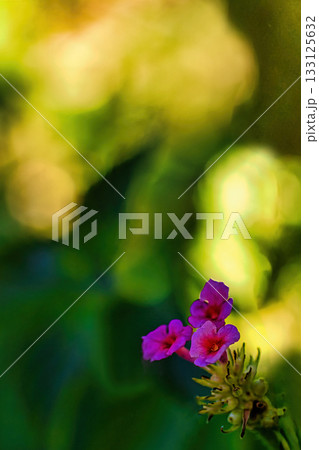 光に照らされるランタナ 光に照らされるランタナ 133125632