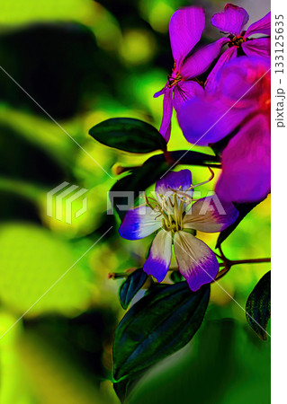 紫色の花を咲かせたシコンノボタンのアップで撮影した写真 紫色の花を咲かせたシコンノボタンのアップで撮影した写真 133125635