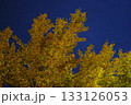 夜明け前のイチョウ 133126053