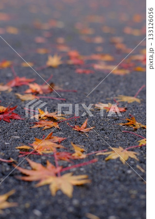 アスファルトに落ちた紅葉 アスファルトに落ちた紅葉 133126056
