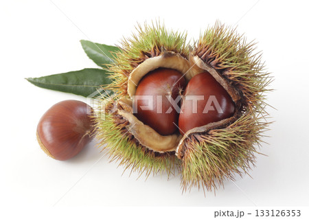 白背景の毬栗と葉 133126353