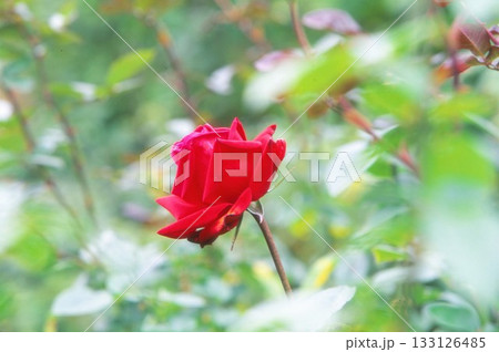 ポジフィルムで撮影した赤いバラ 133126485