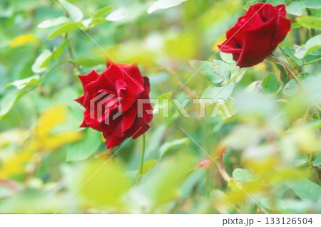 ポジフィルムで撮影したバラ 133126504