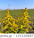 秋の彩り・今朝の川越その1 133126887