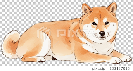 仰躺著的柴犬 133127016