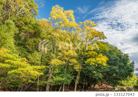 琵琶湖疏水沿いの山林風景　京都市 133127043