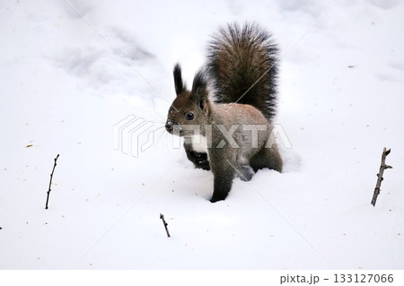 エゾリス 133127066