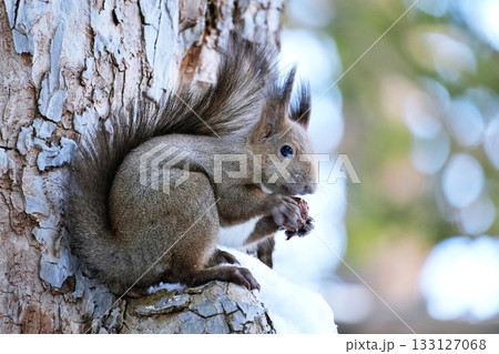 エゾリス 133127068