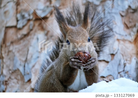 エゾリス 133127069