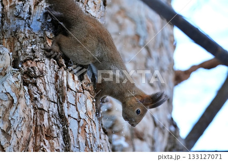 エゾリス 133127071