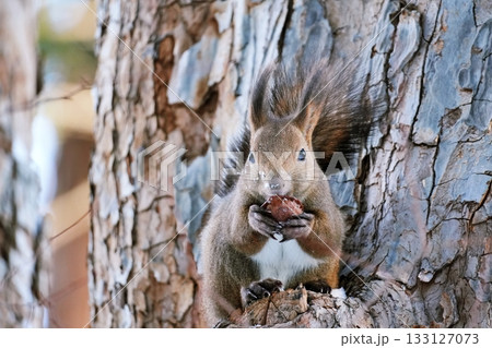 エゾリス 133127073