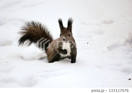 エゾリス 133127076