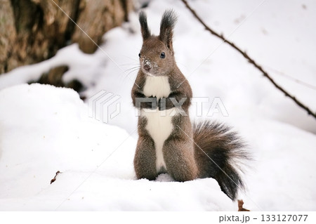 エゾリス エゾリス 133127077