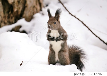 エゾリス 133127078