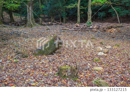 琵琶湖疏水沿いの山林風景　京都市 133127215
