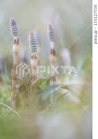 春の光を浴びて成長するつくし 133127530