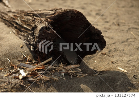 砂浜に埋もれた流木 133127574