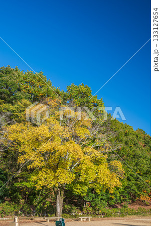 秋の琵琶湖疏水 疏水公園 京都市山科区 秋の琵琶湖疏水 疏水公園 京都市山科区 133127654