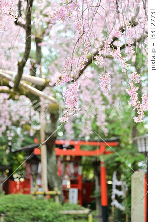 日本最初の天満宮　水火天満宮の桜　2024年4月 133127731