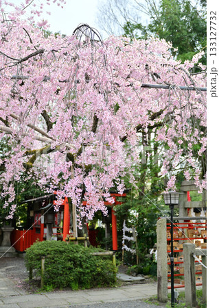 日本最初の天満宮　水火天満宮の桜　2024年4月 133127732