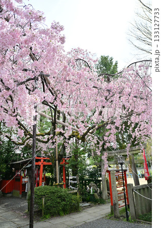 日本最初の天満宮　水火天満宮の桜　2024年4月 133127733