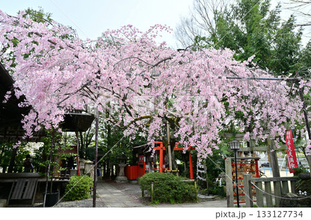 日本最初の天満宮　水火天満宮の桜　2024年4月 133127734