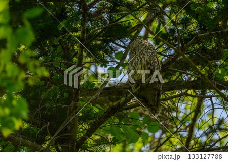 こどもを見守る親フクロウ 133127788